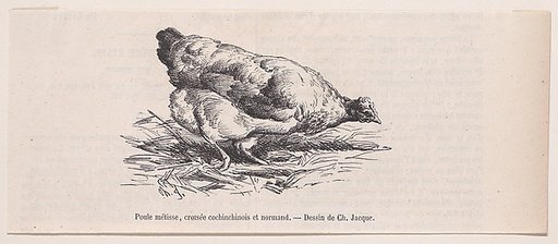 Poule métisse, croisée cochinchinois et normand, from "Le Magasin Pittoresque"