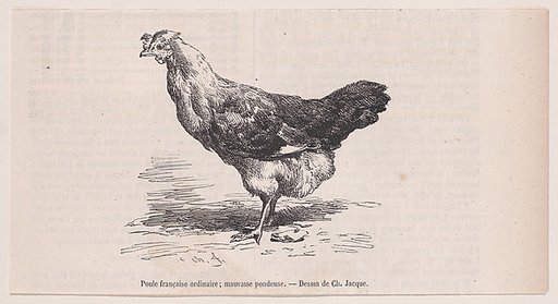 Poule française ordinaire; mauvaise pondeuse, from "Le Magasin Pittoresque"