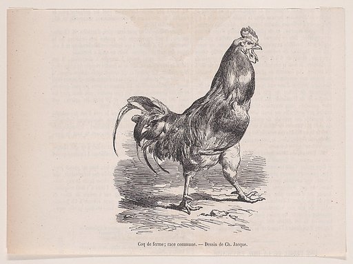 Coq de ferme; race commune, from "Le Magasin Pittoresque"