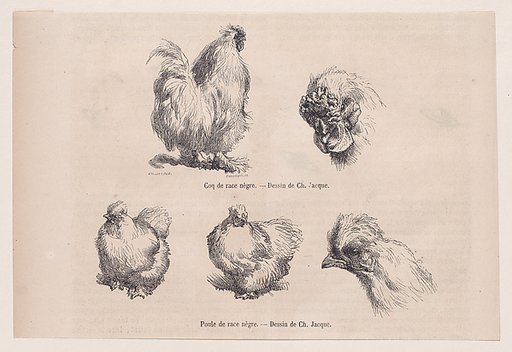 Silkie Cockerel and Silkie Hen, from "Le Magasin Pittoresque"