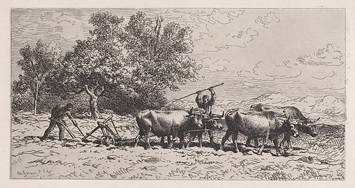 Attelage de Boeufs