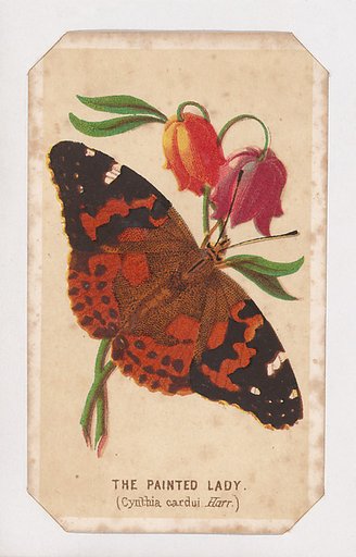 The Painted Lady butterfly card from the Butterflies and Moths of America series