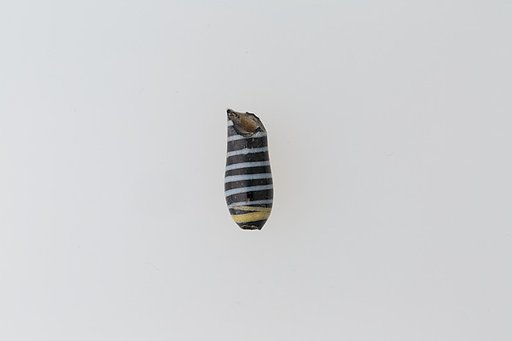 Part of an ear stud