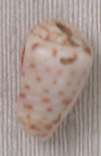 Bead