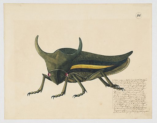 Fanciful depiction of a cicada
