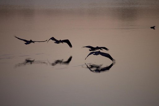 Wildlife