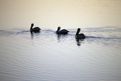 Wildlife