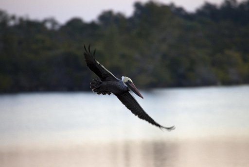 Wildlife