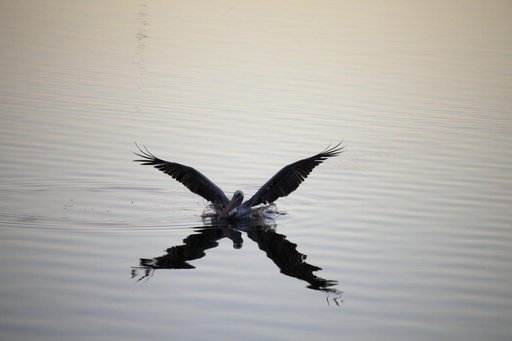Wildlife