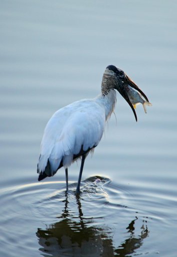 Wildlife