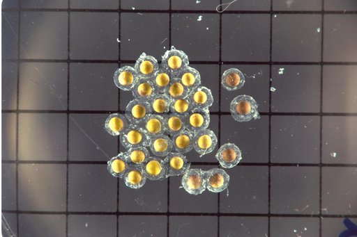 ARC-1969-AC92-0552-257