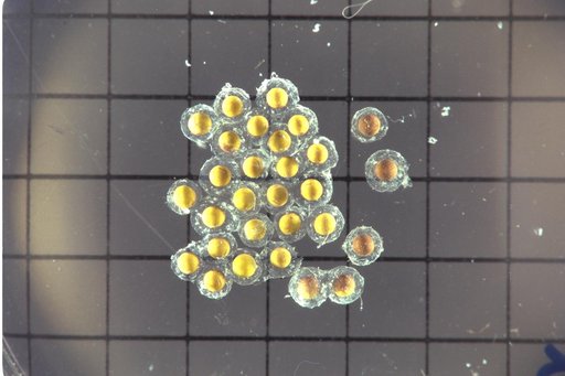 ARC-1992-AC92-0552-258