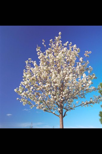 ARC-1995-AC94-0007-66