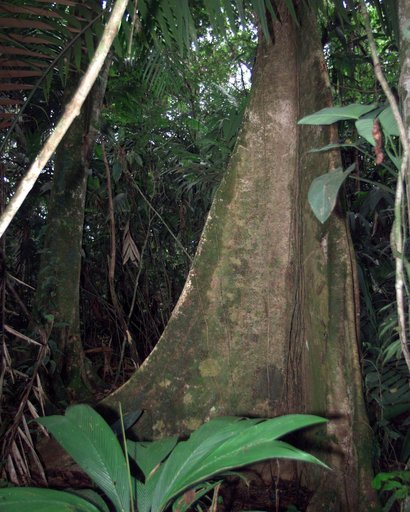 A unique tree trunk photographed in La Selva region of the Costa Rican rain forest as part of NASA's AirSAR 2004 Mesoamerica campaign