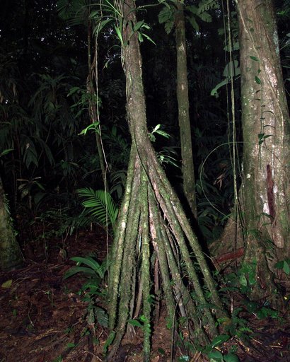 A tree trunk structure photographed in the La Selva region of the Costa Rican rain forest as part of NASA's AirSAR 2004 Mesoamerica campaign