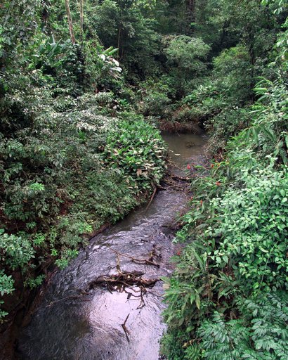 This photograph shows a stream in the La Selva region of the Costa Rican rain forest, taken during NASA's AirSAR 2004 Mesoamerica campaign