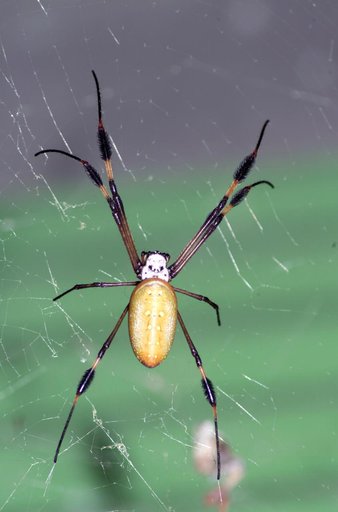 A spider photographed during NASA's AirSAR 2004 Mesoamerica campaign in the La Selva region of the Costa Rican rain forest