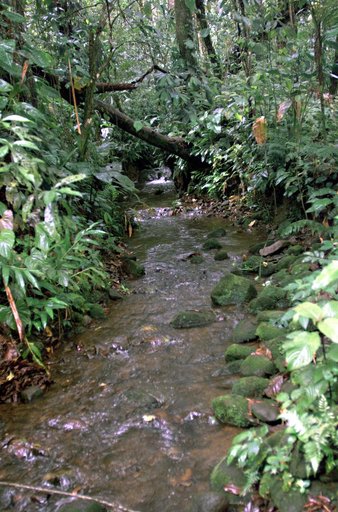This photograph shows a stream in the La Selva region of the Costa Rican rain forest, taken during NASA's AirSAR 2004 campaign