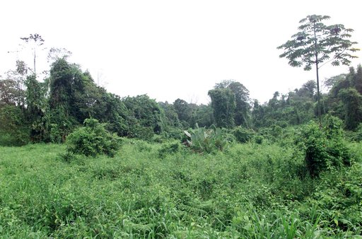 Dense rain forest in the La Selva region of Costa Rica