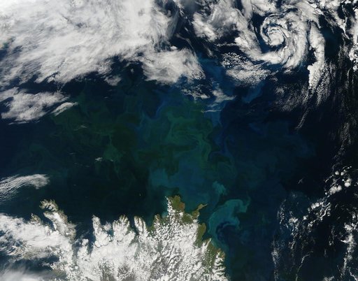 Phytoplankton bloom off Iceland