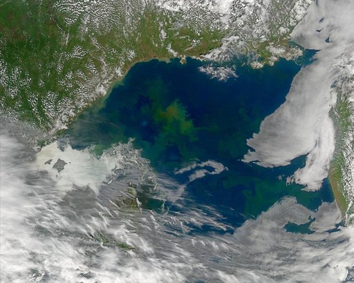 Phytoplankton in the Sea of Okhotsk