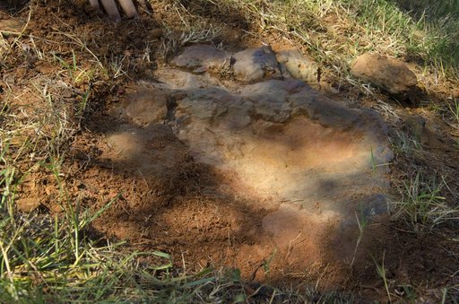 Nodosaur Footprint Verified
