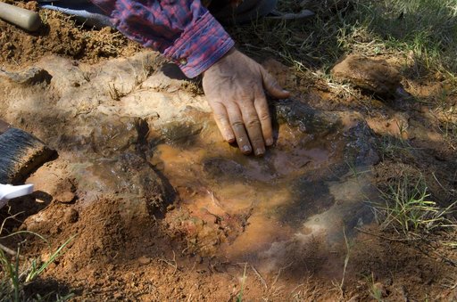 Nodosaur Footprint Verified
