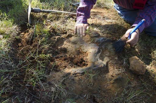Nodosaur Footprint Verified