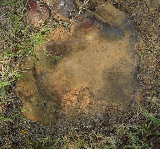 Cretaceous Footprints Found on Goddard Campus