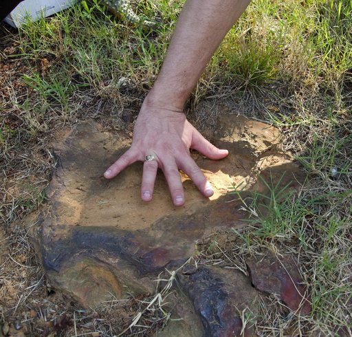 Cretaceous Footprints Found on Goddard Campus