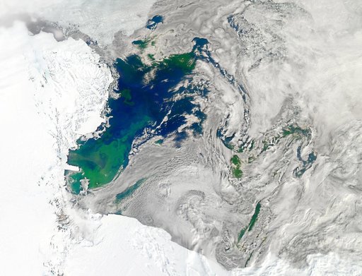 Bloom in the Ross Sea