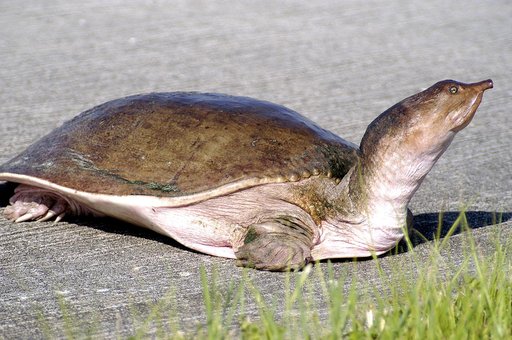 KENNEDY SPACE CENTER, FLA. -  A soft-shell turtle with only three legs is seen crossing the tow-way at KSC.  The turtle is one of 65 amphibians and reptiles found in the Merritt Island National Wildlife Refuge, which surrounds KSC.  The Wildlife Refuge encompasses 92,000 acres that are also a habita