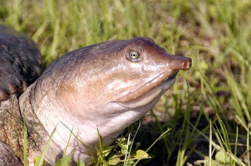KENNEDY SPACE CENTER, FLA. -  A closeup of a soft-shell turtle seen crossing the tow-way at KSC.  The turtle is one of 65 amphibians and reptiles found in the Merritt Island National Wildlife Refuge, which surrounds KSC.  The Wildlife Refuge encompasses 92,000 acres that are also a habitat for more 
