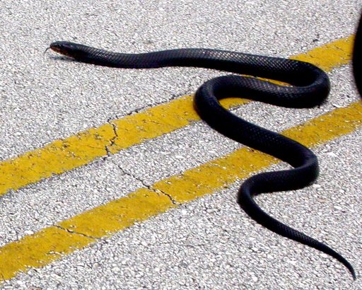 KENNEDY SPACE CENTER, FLA. - A blue-black indigo snake is seen crossing a roadway inside the Center.  Indigo snakes are active during the day and spend a great deal of time foraging for food and mates. They often hide in gopher tortoise burrows (the tortoises don’t seem to mind) in sandy scrub habit