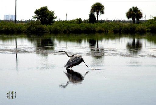 KENNEDY SPACE CENTER, FLA.  - A  Great Blue Heron takes flight from waters on KSC.  It is one of 310 species of birds that inhabit the National Merritt Island Wildlife Refuge, which shares a boundary with KSC.  The marshes and open water of the refuge also provide wintering areas for 23 species of m