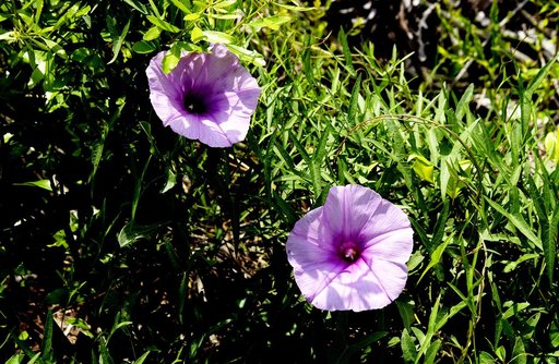 KENNEDY SPACE CENTER, FLA.  - Wildflowers resembling petunias stand out against the deep green of the marsh foliage at KSC, which shares a boundary with the National Merritt Island Wildlife Refuge. Approximately one half of the Refuge's 140,000 acres consists of brackish estuaries and marshes. The r