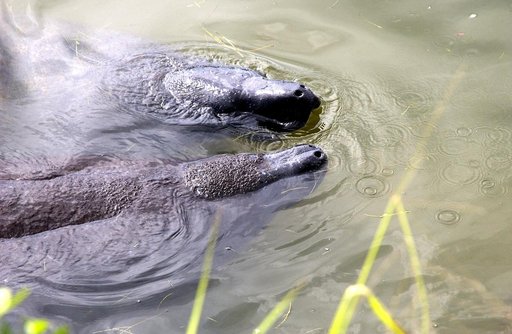 KENNEDY SPACE CENTER, FLA.  -  Two manatees surface for air in water on KSC.  Manatees live in Florida's warm water rivers and inland springs.  KSC shares a boundary with the Merritt Island National Wildlife Refuge, which encompasses 92,000 acres that are a habitat for more than 331 species of birds