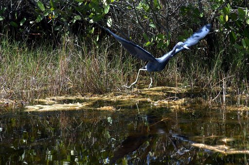 KENNEDY SPACE CENTER, FLA.  -    A great blue heron swoops down for a landing on the water near KSC.  The heron is one of 310 species of birds that inhabit the National Merritt Island Wildlife Refuge, which shares a boundary with KSC.  The marshes and open water of the refuge also provide wintering 