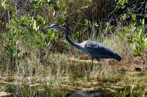 KENNEDY SPACE CENTER, FLA.   -   A great blue heron patiently stalks its prey in the marshes around KSC.   The heron is one of 310 species of birds that inhabit the National Merritt Island Wildlife Refuge, which shares a boundary with KSC.  The marshes and open water of the refuge also provide winte