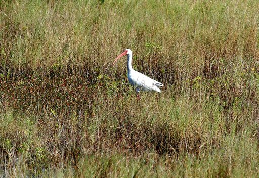 KENNEDY SPACE CENTER, FLA.   -   A great white heron silently waits in the tall grass within KSC.  The heron is one of 310 species of birds that inhabit the National Merritt Island Wildlife Refuge, which shares a boundary with KSC.  The marshes and open water of the refuge also provide wintering are