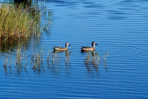 KENNEDY SPACE CENTER, FLA.   -   Two blue-winged teals swim in a pond near KSC.  The species prefers marshes and shallow ponds and lakes for nesting and range from Canada to North Carolina, the Gulf Coast and Southern California, as well as Florida.  KSC shares a boundary with the National Merritt I