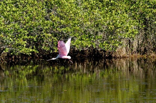 KENNEDY SPACE CENTER, FLA.   -  A roseate spoonbill flies across the water near KSC.  Spoonbills prefer to inhabit mangroves, ranging from the coasts of southern Florida, Louisiana and Texas, to the West Indies, Mexico, Central and South America.  They feed on shrimps and fish in shallow waters.   S