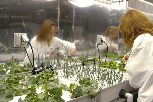KENNEDY SPACE CENTER, FLA. -- Sharon Edney, with Dynamac Corp., measures photosynthesis on Bibb lettuce being grown hydroponically for study in the Space Life Sciences Lab.  The 100,000 square-foot facility houses labs for NASA’s ongoing research efforts, microbiology/microbial ecology studies and a