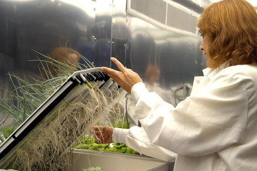 KENNEDY SPACE CENTER, FLA. -- Sharon Edney, with Dynamac Corp., checks the roots of green onions being grown hydroponically for study in the Space Life Sciences Lab.  The 100,000 square-foot facility houses labs for NASA’s ongoing research efforts, microbiology/microbial ecology studies and analytic