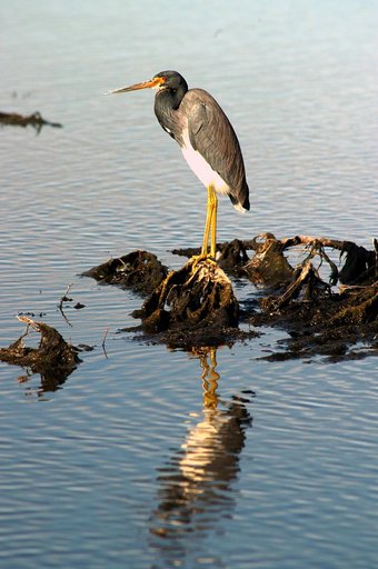 KENNEDY SPACE CENTER, FLA. -- A tri-colored heron stands sentry in the marshes around KSC. It has slate blue feathers on most of its body except for a white chest and belly and a rust-colored neck. It has long yellow legs, a white stripe that runs up its neck and long pointed yellow bill. The bill t