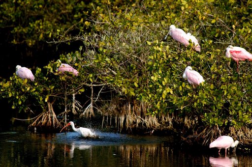 KENNEDY SPACE CENTER, FLA. -- A lone white ibis shares its watery hunting ground with a group of roseate spoonbills near KSC. Spoonbills prefer to inhabit mangroves, ranging from the coasts of southern Florida, Louisiana and Texas, to the West Indies, Mexico, Central and South America. They feed on 