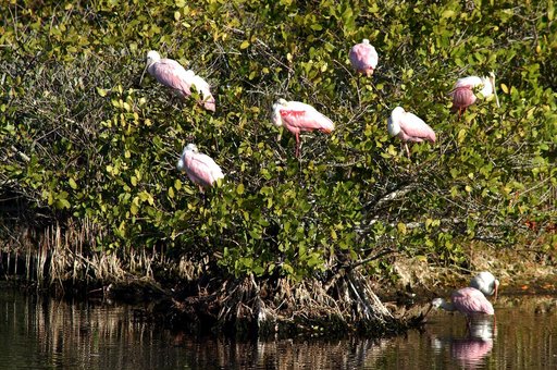 KENNEDY SPACE CENTER, FLA. -- A group of roseate spoonbills share their watery hunting ground with a lone white ibis near KSC. Spoonbills prefer to inhabit mangroves, ranging from the coasts of southern Florida, Louisiana and Texas, to the West Indies, Mexico, Central and South America. They feed on