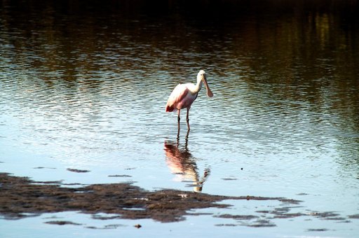 KENNEDY SPACE CENTER, FLA. -- A roseate spoonbill contemplates its reflection in the water near KSC. Spoonbills prefer to inhabit mangroves, ranging from the coasts of southern Florida, Louisiana and Texas, to the West Indies, Mexico, Central and South America. They feed on shrimps and fish in shall