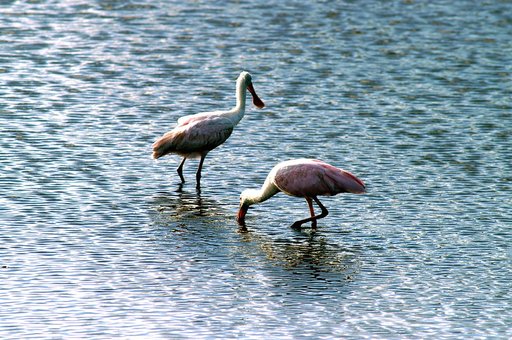 KENNEDY SPACE CENTER, FLA. -- Two roseate spoonbills hunt for their supper in the water near KSC. Spoonbills prefer to inhabit mangroves, ranging from the coasts of southern Florida, Louisiana and Texas, to the West Indies, Mexico, Central and South America. They feed on shrimps and fish in shallow 