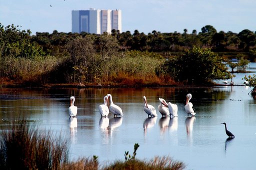 KENNEDY SPACE CENTER, FLA. -- A group of white pelicans spend a few moments relaxing in the water near the Vehicle Assembly Building at Kennedy Space Center. Found from British Columbia south to western Ontario, California and the Texas coast, white pelicans winter from Florida south to Panama. They